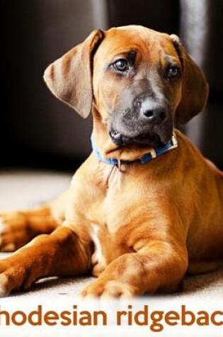 Cover of Rhodesian Ridgeback