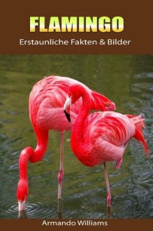 Cover of Flamingo