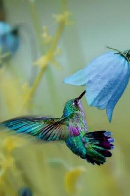 Book cover for Lovely Hummingbird and a Blue Flower