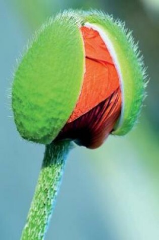 Cover of Green and Red Poppy Flower Bud Journal