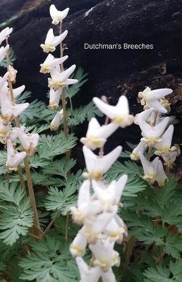 Book cover for Dutchman's Breeches