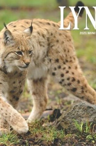 Cover of Lynx