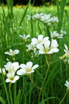 Book cover for Minuartia Sandwort Flowers Journal