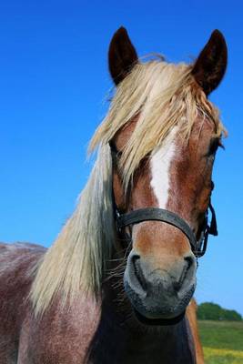 Book cover for Portrait of a Horse Named Blaze Journal