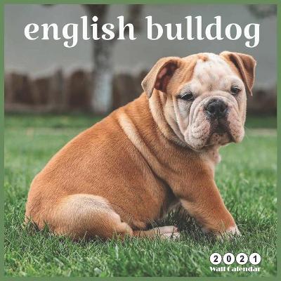 Book cover for english bulldog