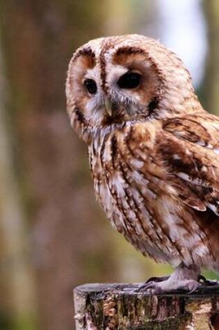 Cover of Boobook Owl Perched on a Post