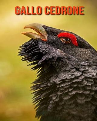 Book cover for Gallo cedrone