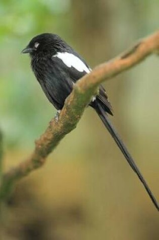 Cover of Magpie Shrike Bird Journal