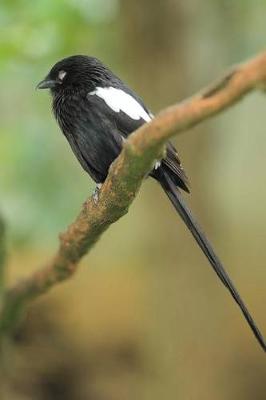 Book cover for Magpie Shrike Bird Journal