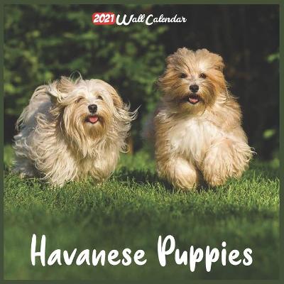 Book cover for Havanese Puppies 2021 Wall Calendar