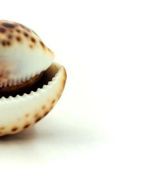 Book cover for Seashell Shells Shell Seashells Beach Ocean Sea Marine Creature Driftwood Tides