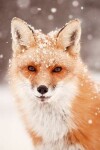 Book cover for Furry Fox In The Snow 2020 Weekly Monthly Planner