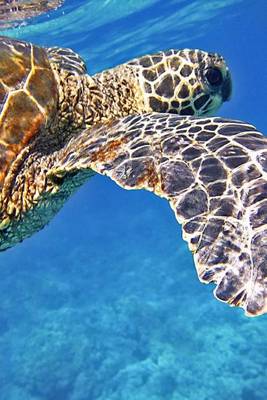 Book cover for Green Sea Turtle in Clear Water, for the Love of Nature