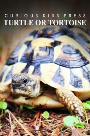 Cover of Turtle Or Tortoise - Curious Kids Press