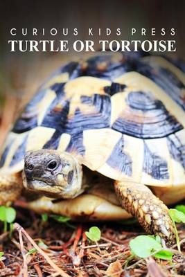 Book cover for Turtle Or Tortoise - Curious Kids Press