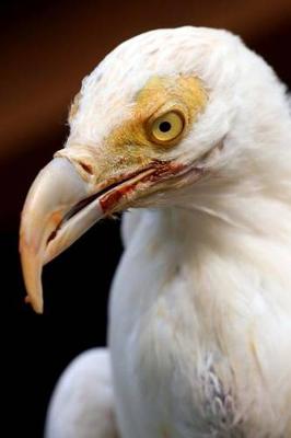 Book cover for White Vulture Portrait Journal