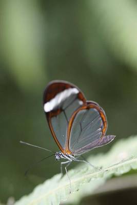 Book cover for Greta Morgane Butterfly on a Leaf, for the Love of Nature