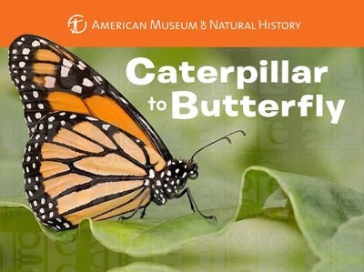 Book cover for Caterpillar to Butterfly