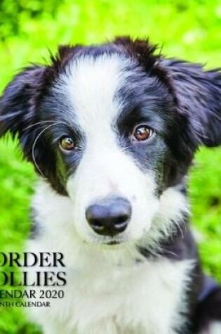 Cover of Border Collies Calendar 2020