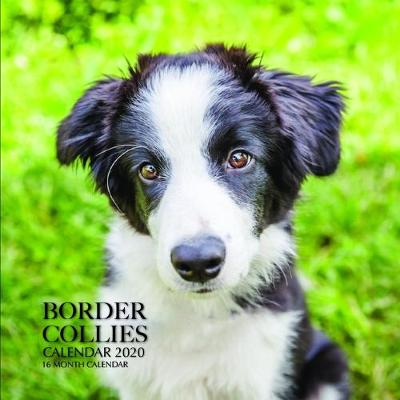 Book cover for Border Collies Calendar 2020