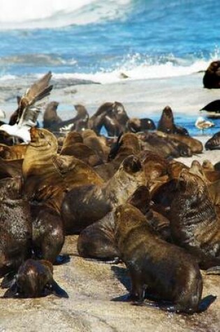 Cover of Sea Lions on the Rocks in South Africa