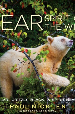 Cover of Bear