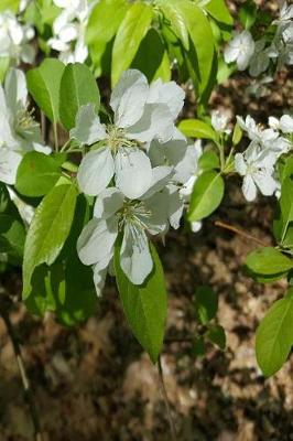 Cover of Journal Springtime Flowering Trees Branches Pretty