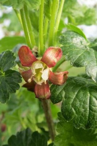 Cover of Ribes Uva Crispa Gooseberry Flower Blooming