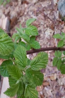 Cover of Journal Spring Leaves Thorny Vine