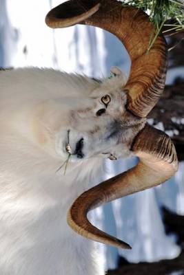 Book cover for Rocky Mountain Bighorn Sheep, for the Love of Animals