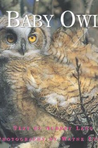 Cover of Baby Owl