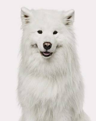 Cover of Samoyed