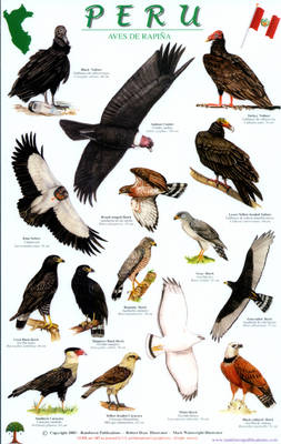 Book cover for Peru Raptors Bird Guide