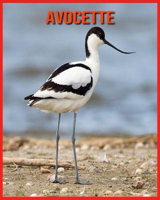 Book cover for Avocette