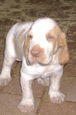 Book cover for Cute Little Bracco Italiano Puppy Dog Journal