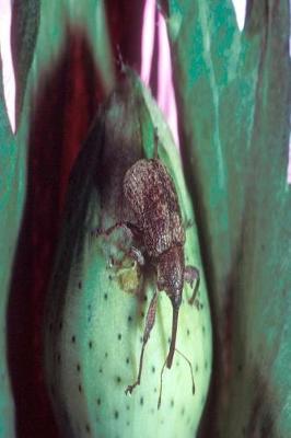 Cover of Insect Journal Cotton Boll Weevil Entomology