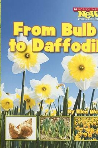 Cover of From Bulb to Daffodil