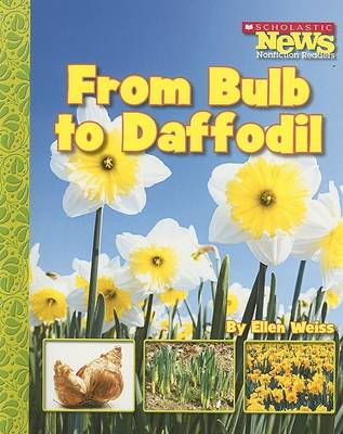 Book cover for From Bulb to Daffodil