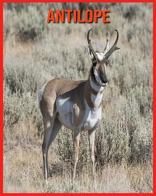 Book cover for Antilope