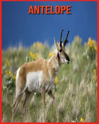 Book cover for Antelope