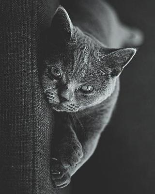 Book cover for Grey British Short Hair Cat Lovers