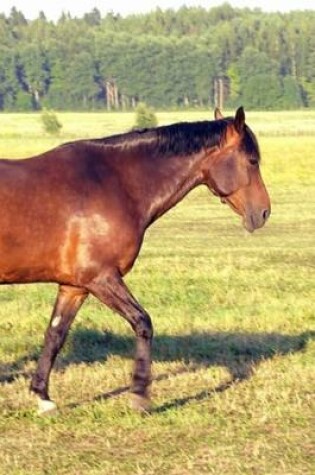 Cover of 2020 Daily Planner Horse Photo Equine Dappled Bay 388 Pages