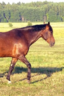 Book cover for 2020 Daily Planner Horse Photo Equine Dappled Bay 388 Pages