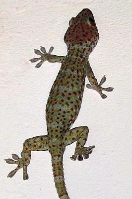 Book cover for Tokay Gecko Journal