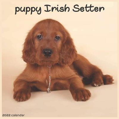 Book cover for Irish Setter Puppy Calendar 2022