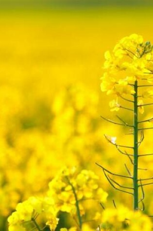 Cover of Yellow Rapeseed Flowers, Jumbo Oversized