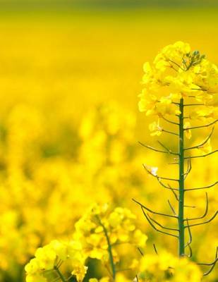 Book cover for Yellow Rapeseed Flowers, Jumbo Oversized