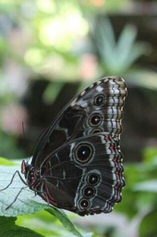 Cover of Notebook Butterfly on Lantana