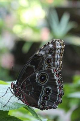 Book cover for Notebook Butterfly on Lantana