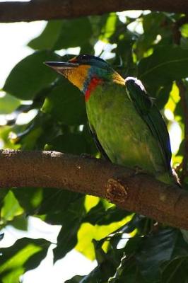 Book cover for Black Browed Barbet Journal